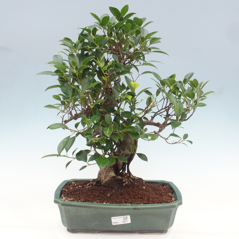 Zimmerbonsai - Ficus kimmen - kleinblättriger Ficus