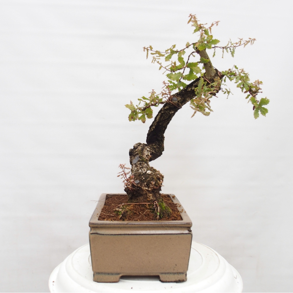 Yamadori - Quercus Ilex - Steineiche