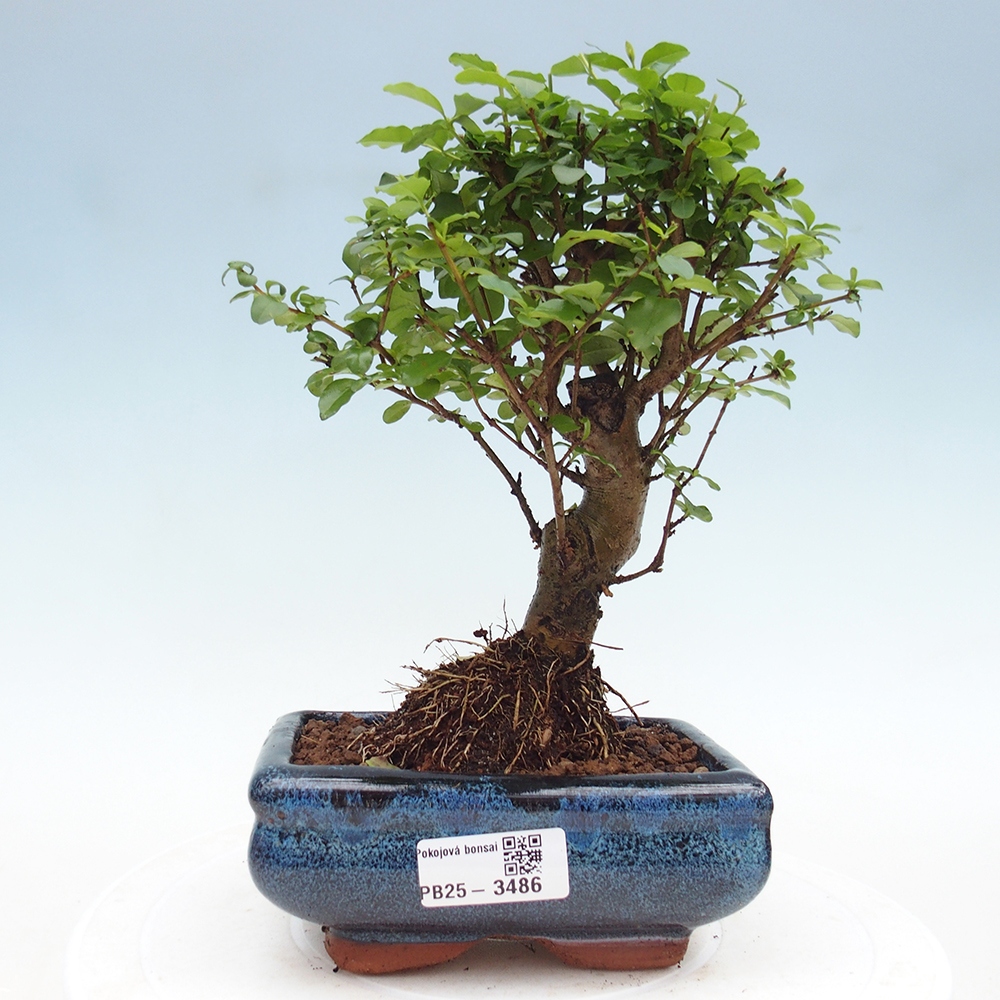 Zimmer Bonsai -Ligustrum chinensis - Vogelschnabel