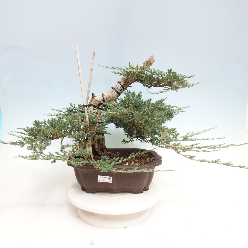 Bonsai im Freien - Juniperus  - Niedergeworfener Wacholder