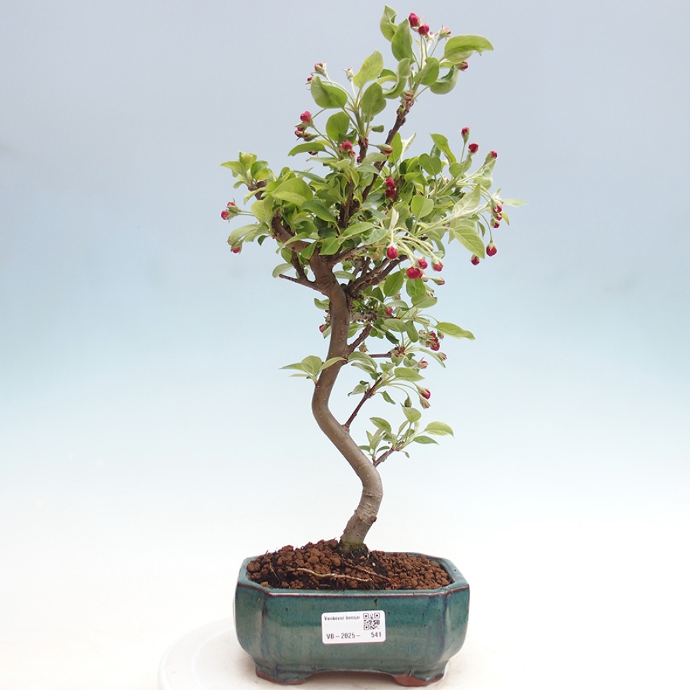 Bonsai im Freien - Malus halliana - Kleinfruchtiger Apfelbaum