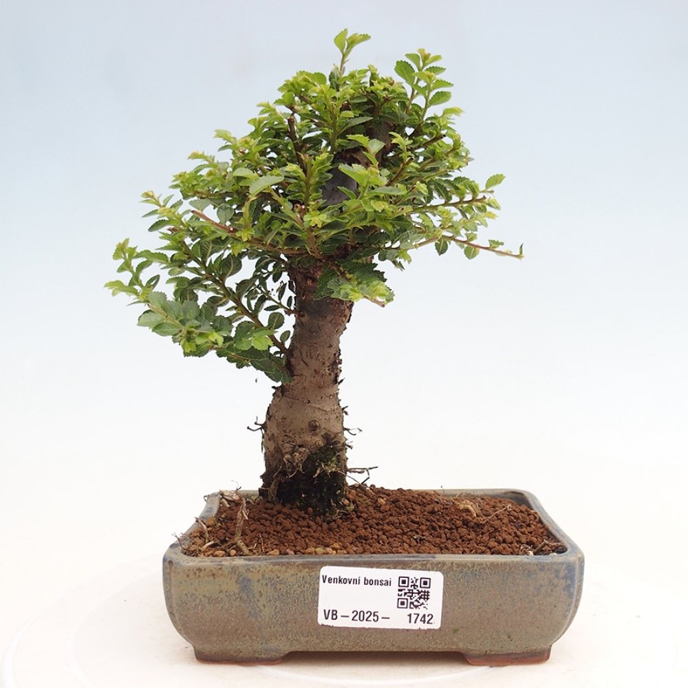 Bonsai im Freien - Ulmus parvifolia Hokkaido - Chinesische Ulme