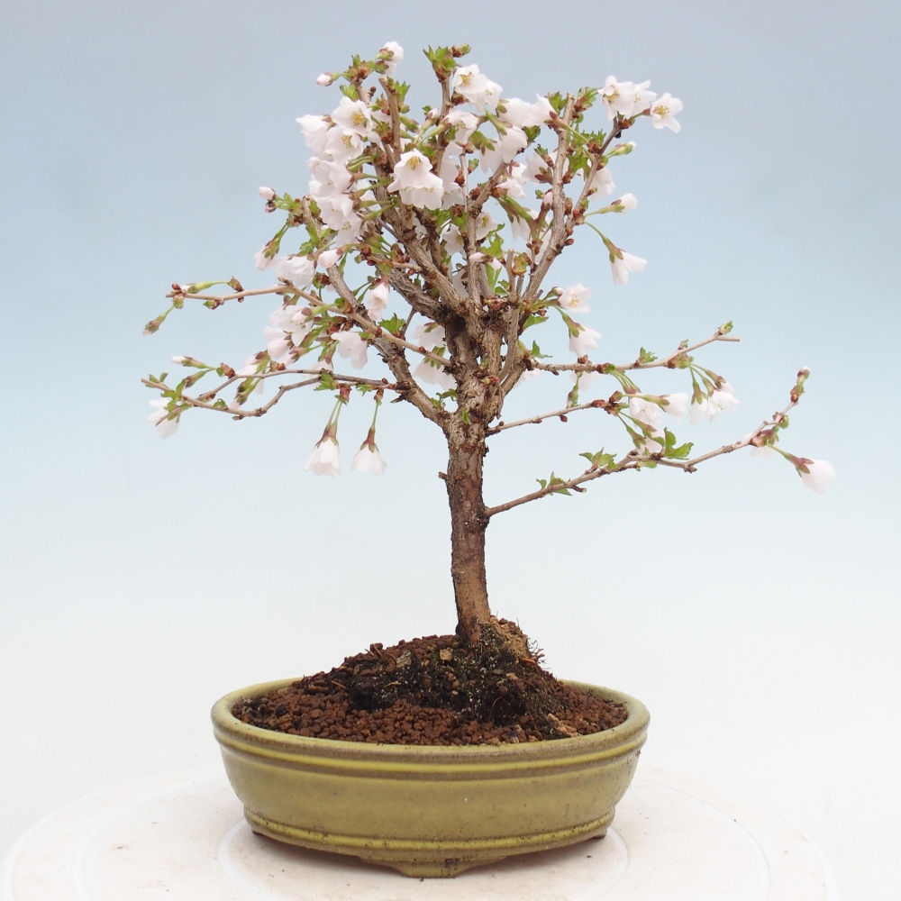 Bonsai für draußen - Prunus incisa Kojou-no mai-Plivon ausgeschnitten