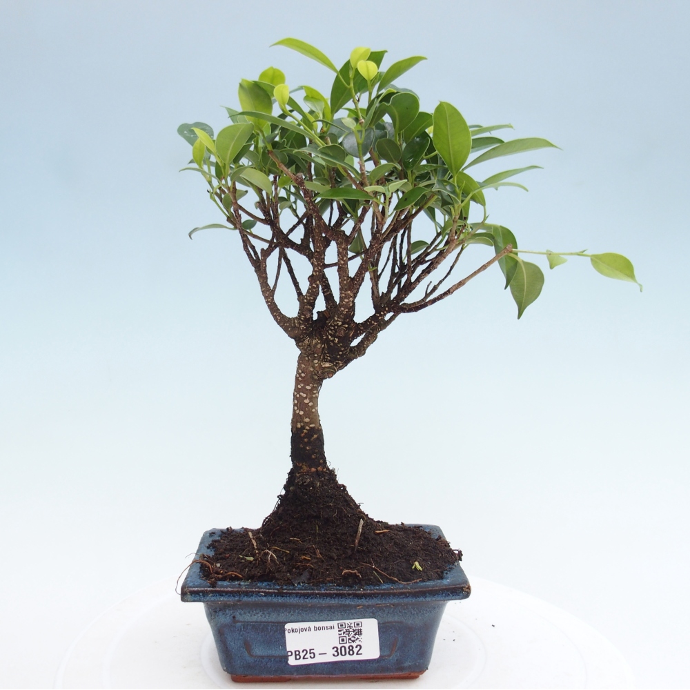 Zimmerbonsai - Kleinblättriger Ficus - Ficus kimmen