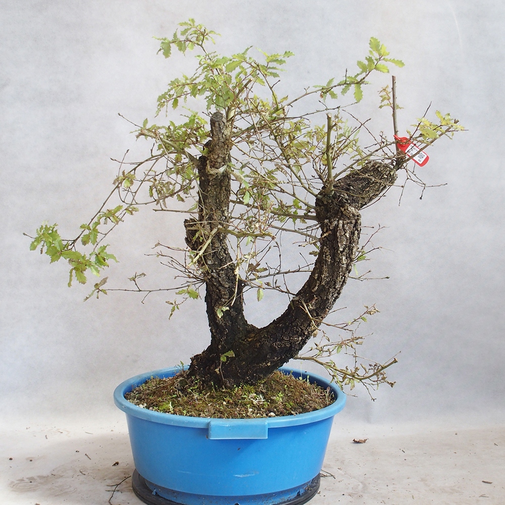 Freilandbonsai Quercus Cerris - Eiche Cer