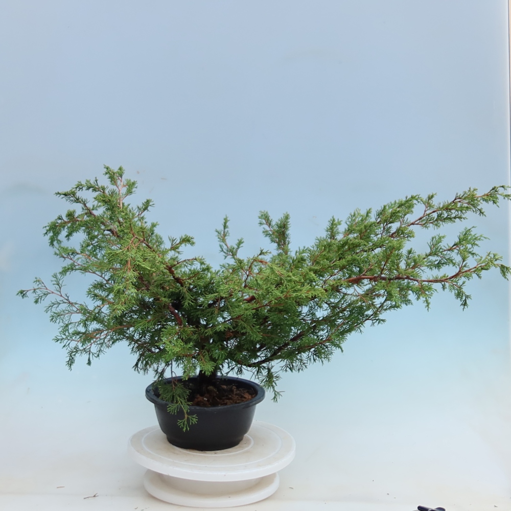 Bonsai für den Außenbereich – Juniperus chinensis Itoigawa – Chinesischer Wacholder