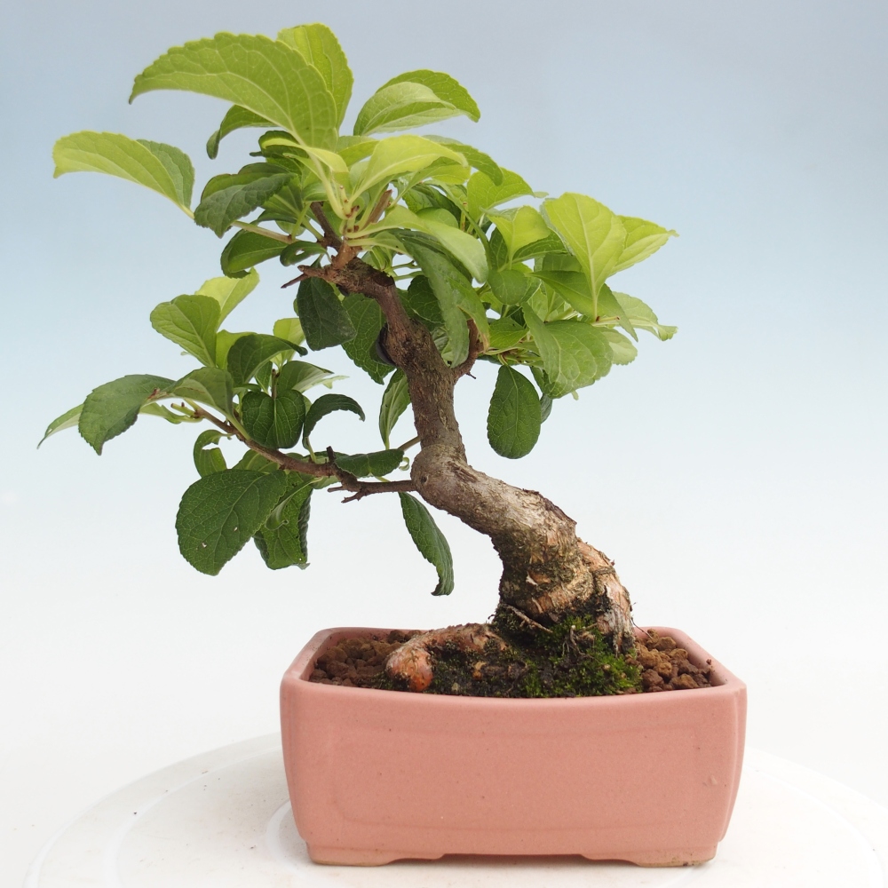 Outdoor-Bonsai - Celastrus Jesenec