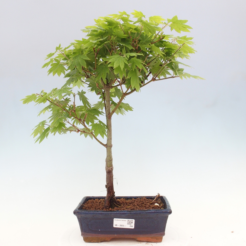 Bonsai im Freien - Ahorn palmatum katsura GISAN - Ahorn palmat