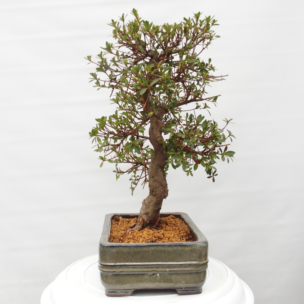 Bonsai für draußen - Japanische Azalee - Azalea Rin