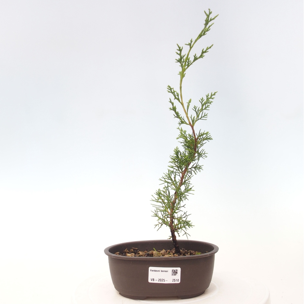 Outdoor bonsai - Juniperus chinensis Itoigawa - Chinese juniper