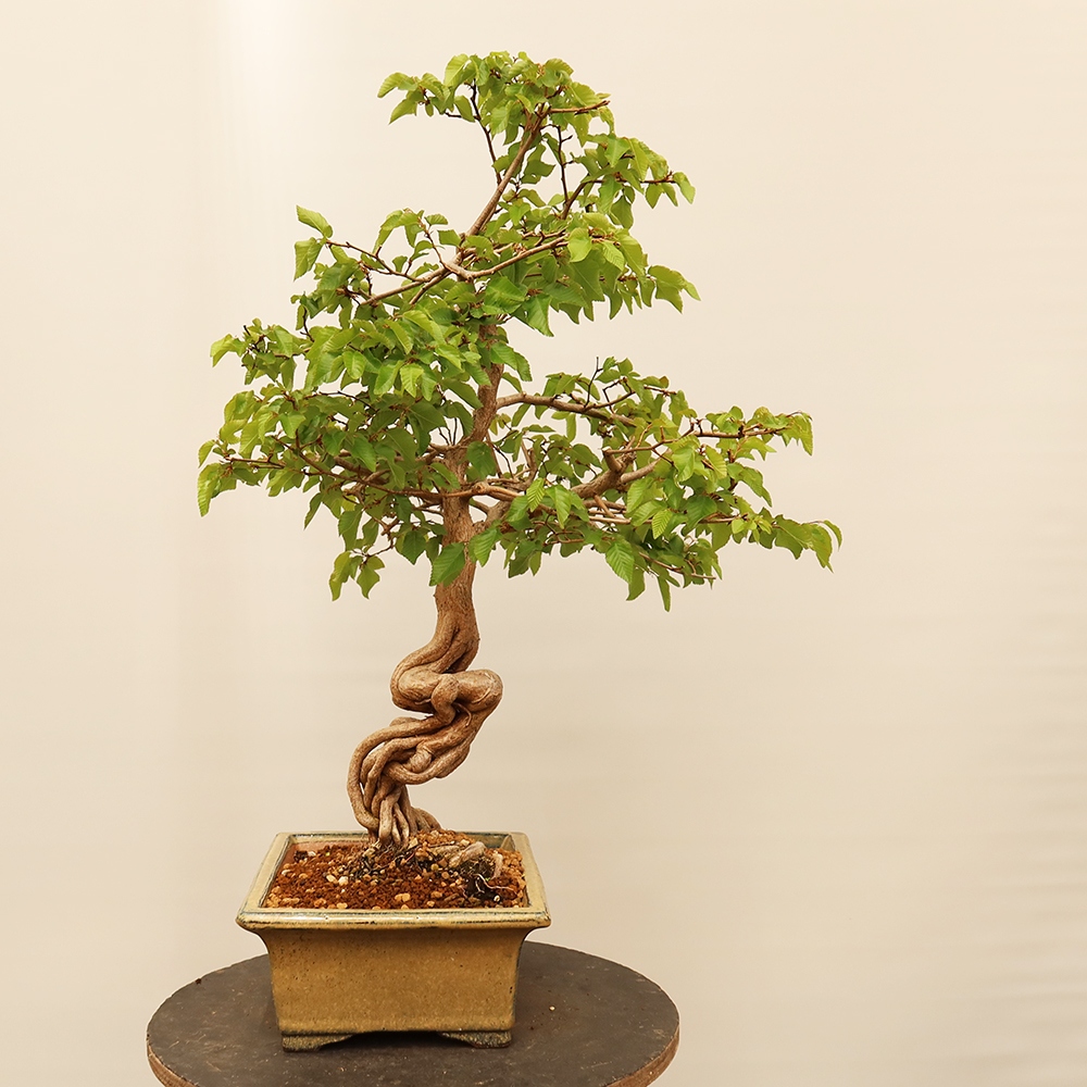 Bonsai im Freien - Carpinus Coreana - Koreanische Hainbuche