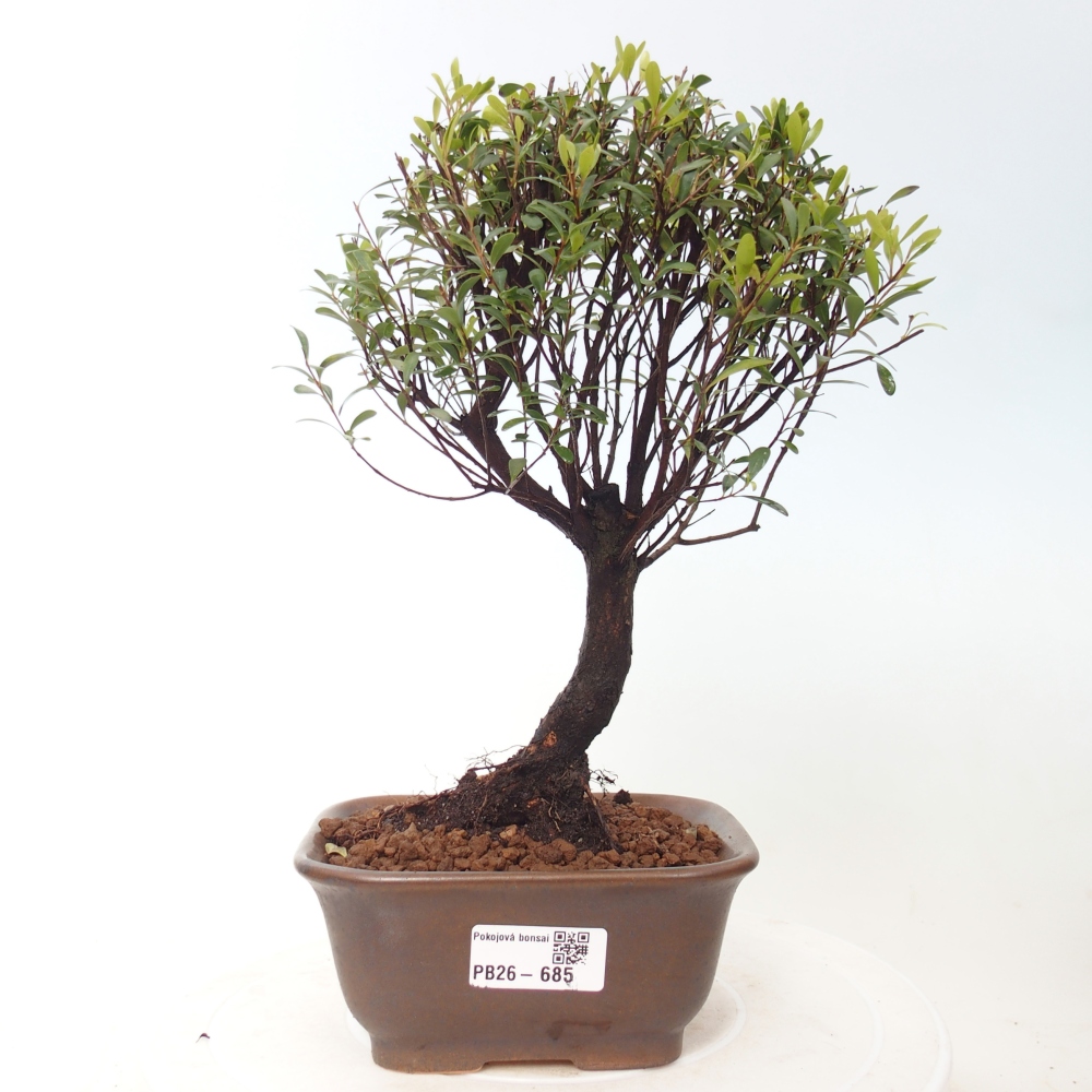 Zimmer Bonsai - Syzygium - Piment