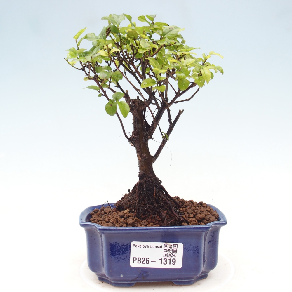 Innenbonsai - Sagerécie Thea - Sagerécie Thea