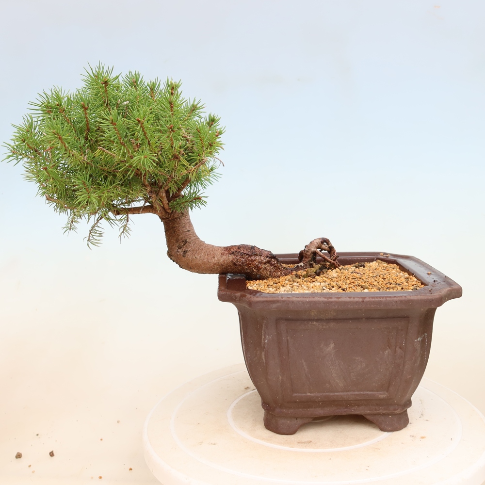 Bonsai für draußen - Fichte - Picea glauca globe