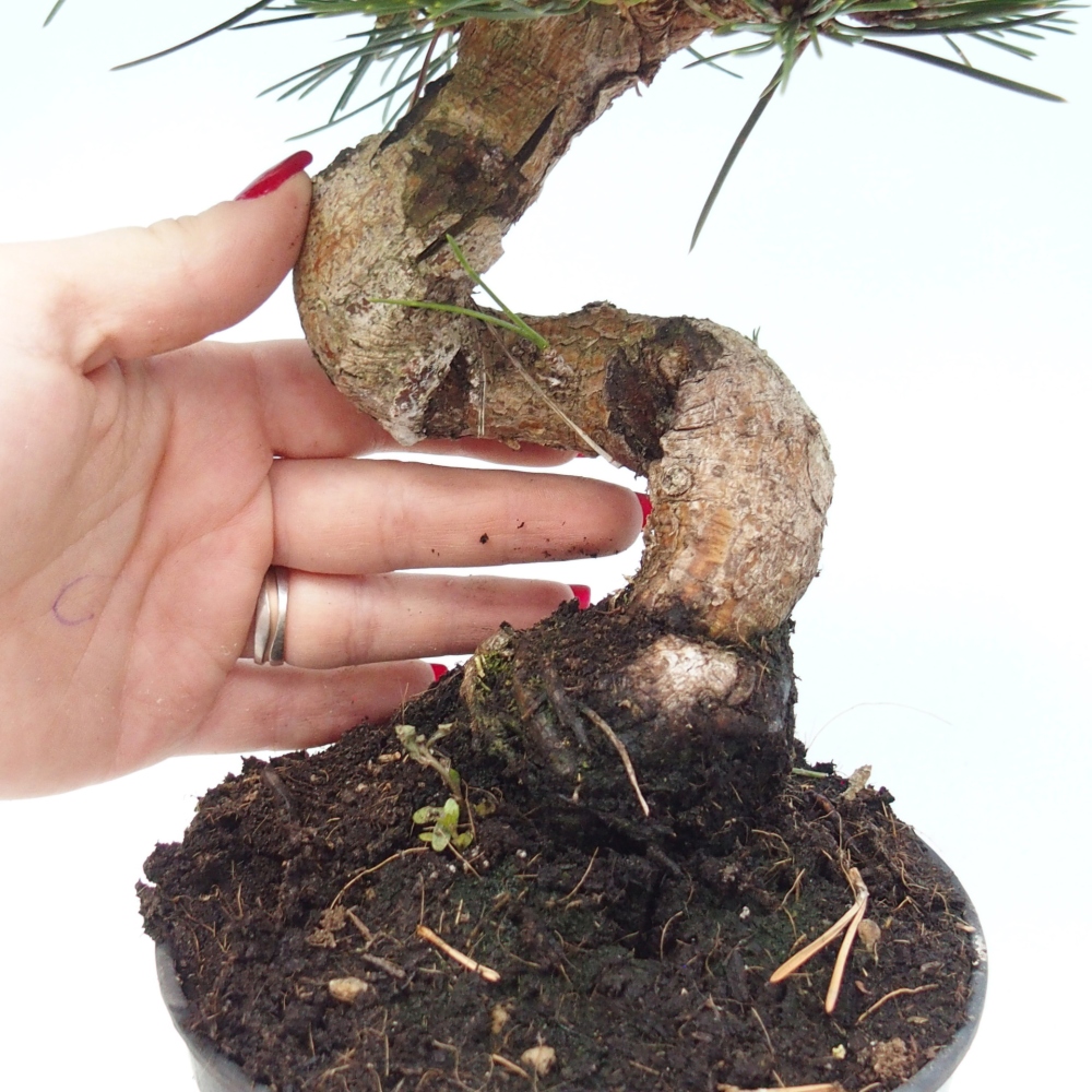 Bonsai für draußen - Pinus thunbergii senjyumaru - Thunberg-Kiefer
