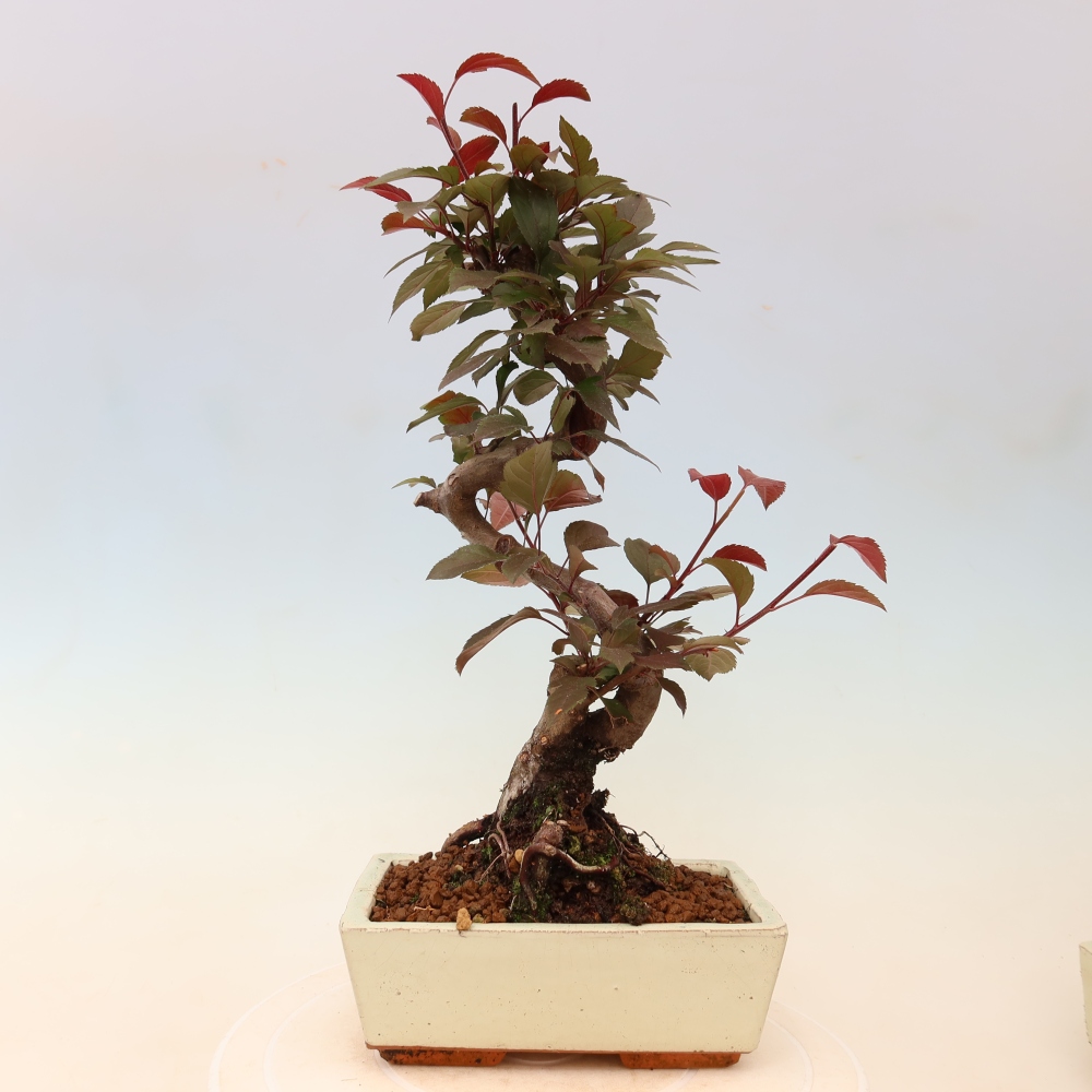 Outdoor-Bonsai -Malus domestica - Kleinfrüchtiger rotblättriger Apfelbaum