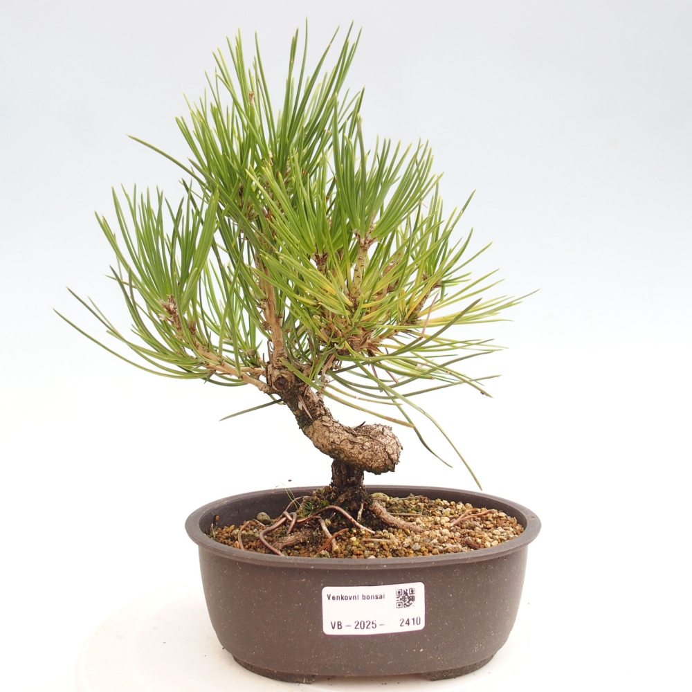 Bonsai im Freien - Pinus thunbergii - Thunbergia-Kiefer