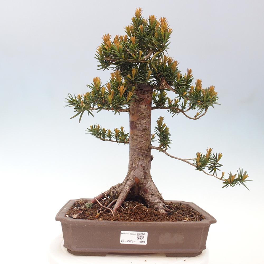 Bonsai im Freien - Taxus cuspidata - Japanische Eibe