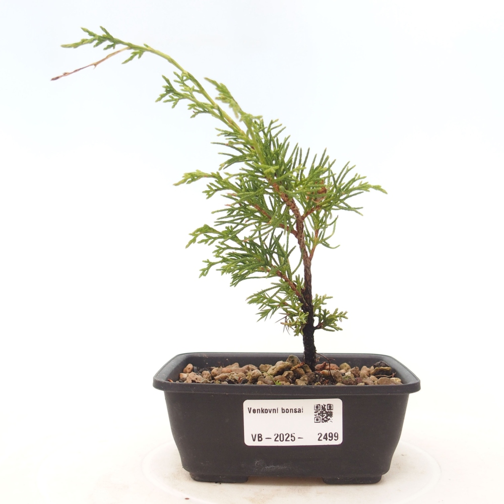 Outdoor bonsai - Juniperus chinensis Itoigawa - Chinese juniper