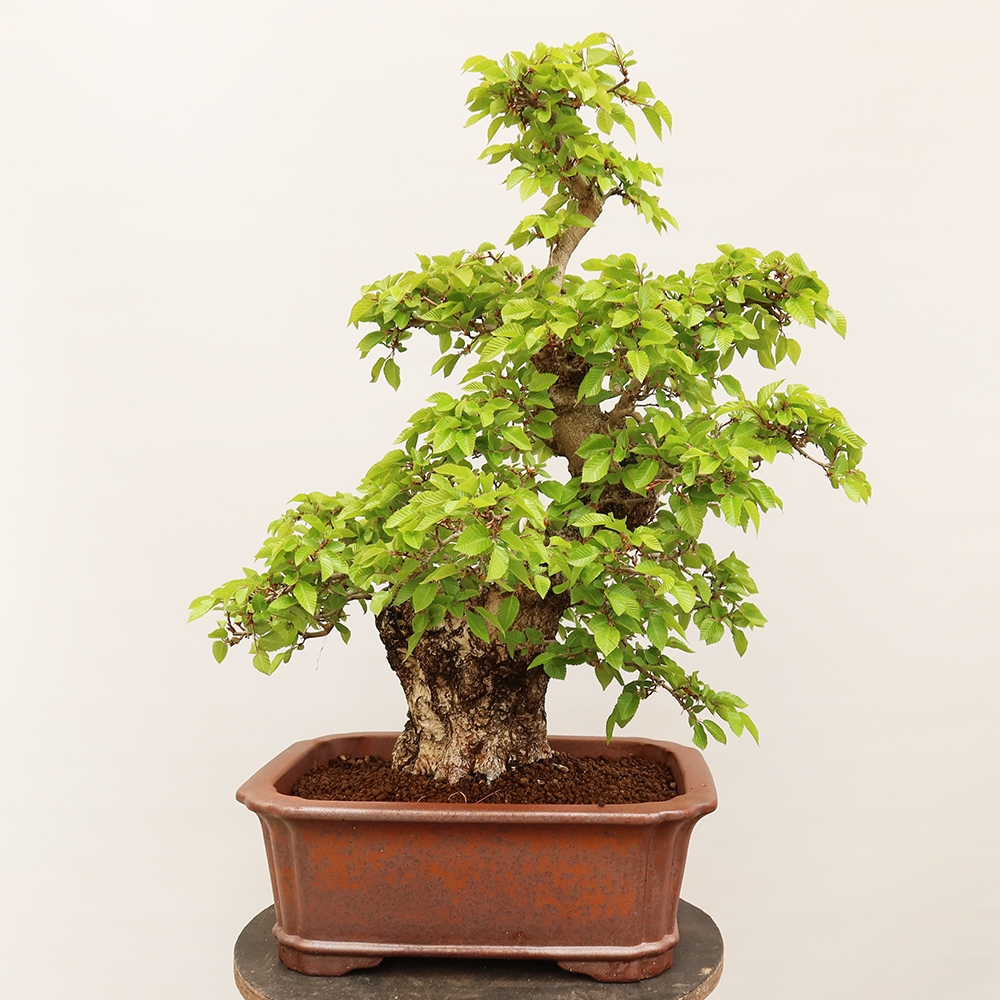 Bonsai im Freien - Carpinus Coreana - Koreanische Hainbuche