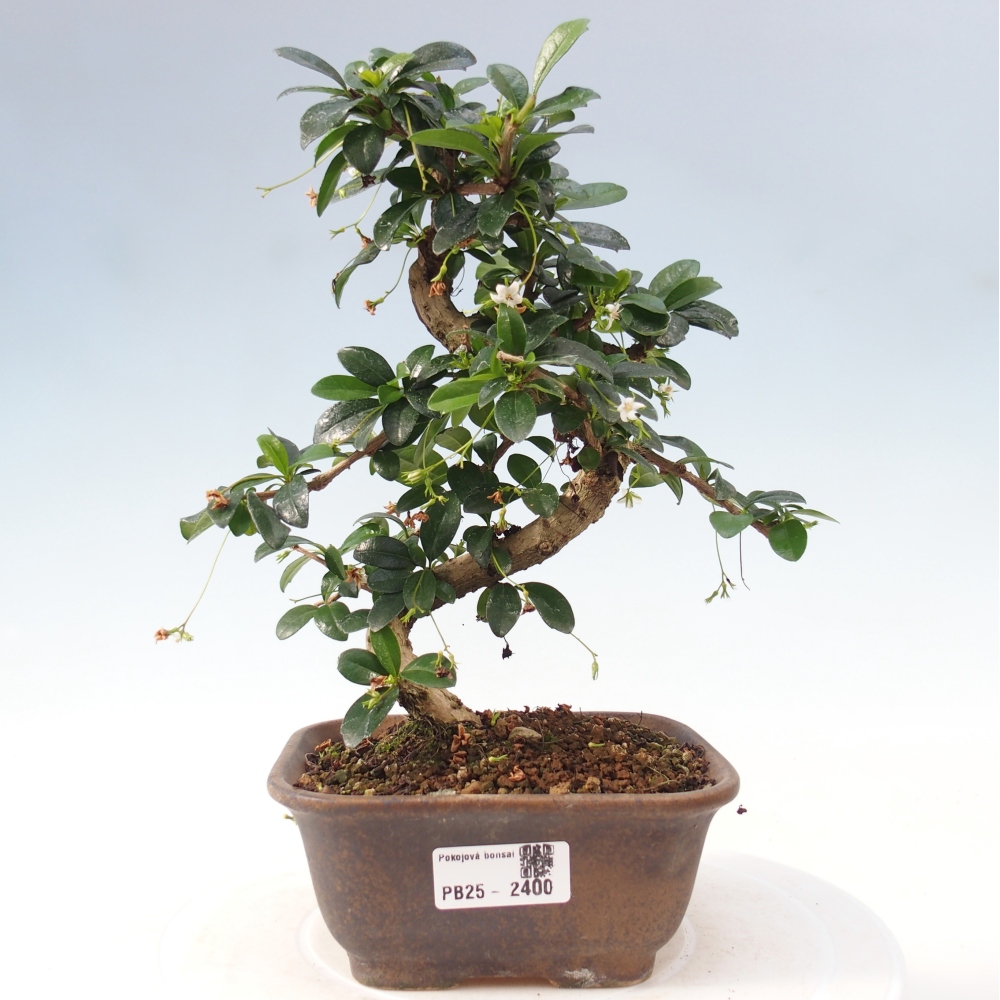 Zimmerbonsai - Carmona Macrophylla - Fuki-Tee