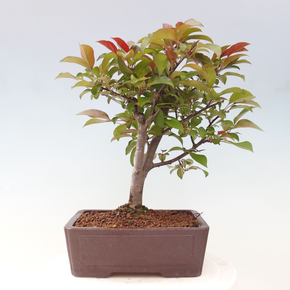 Freilandbonsai - Malus Domestica - Kleinfruchtiger rotblättriger Apfelbaum