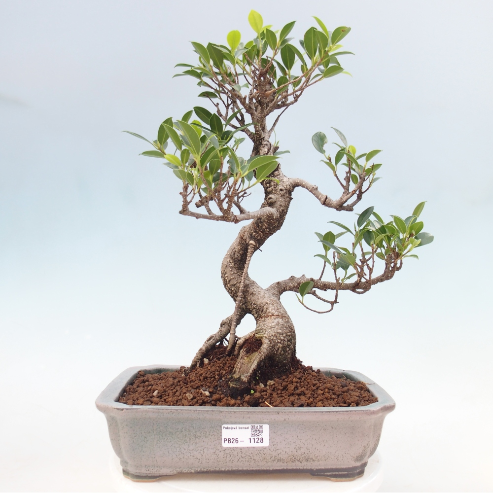 Zimmerbonsai - Ficus kimmen - Kleinblättriger Ficus