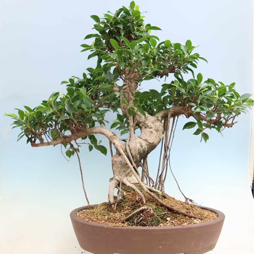 Zimmerbonsai - Ficus kimmen - Kleinblättriger Ficus