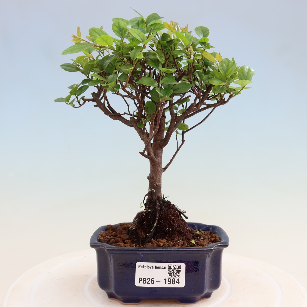 Zimmer Bonsai - Sageretia thea - Sageretia thea
