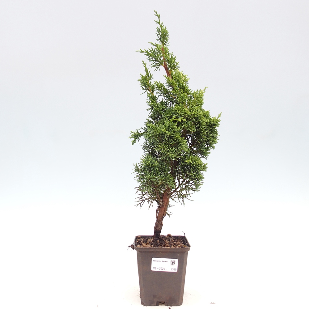 Outdoor-Bonsai - Juniperus chinensis Kishu - Chinesischer Wacholder