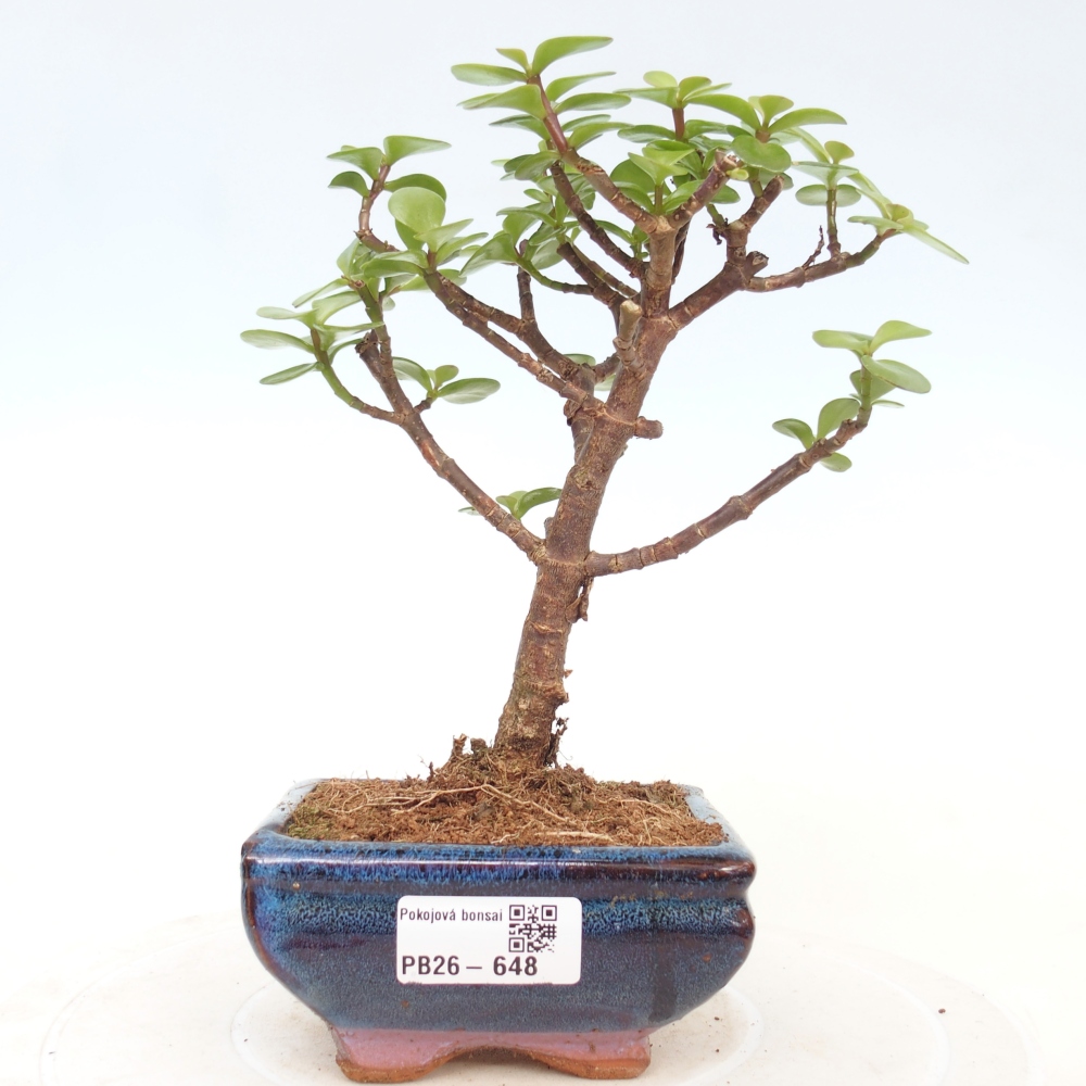 Zimmer Bonsai - Portulakaria Afra - Tlustice