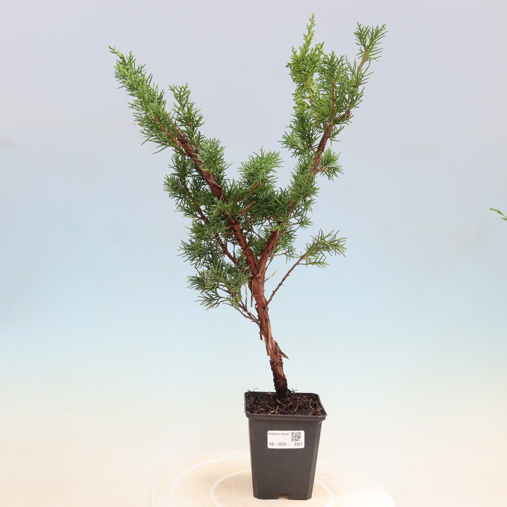 Bonsai für draußen - Juniperus chinensis Kishu