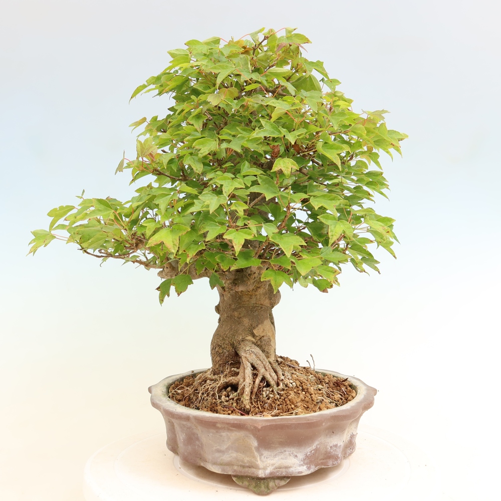 Bonsai für draußen - Ahorn Burger - Acer Burgerianum