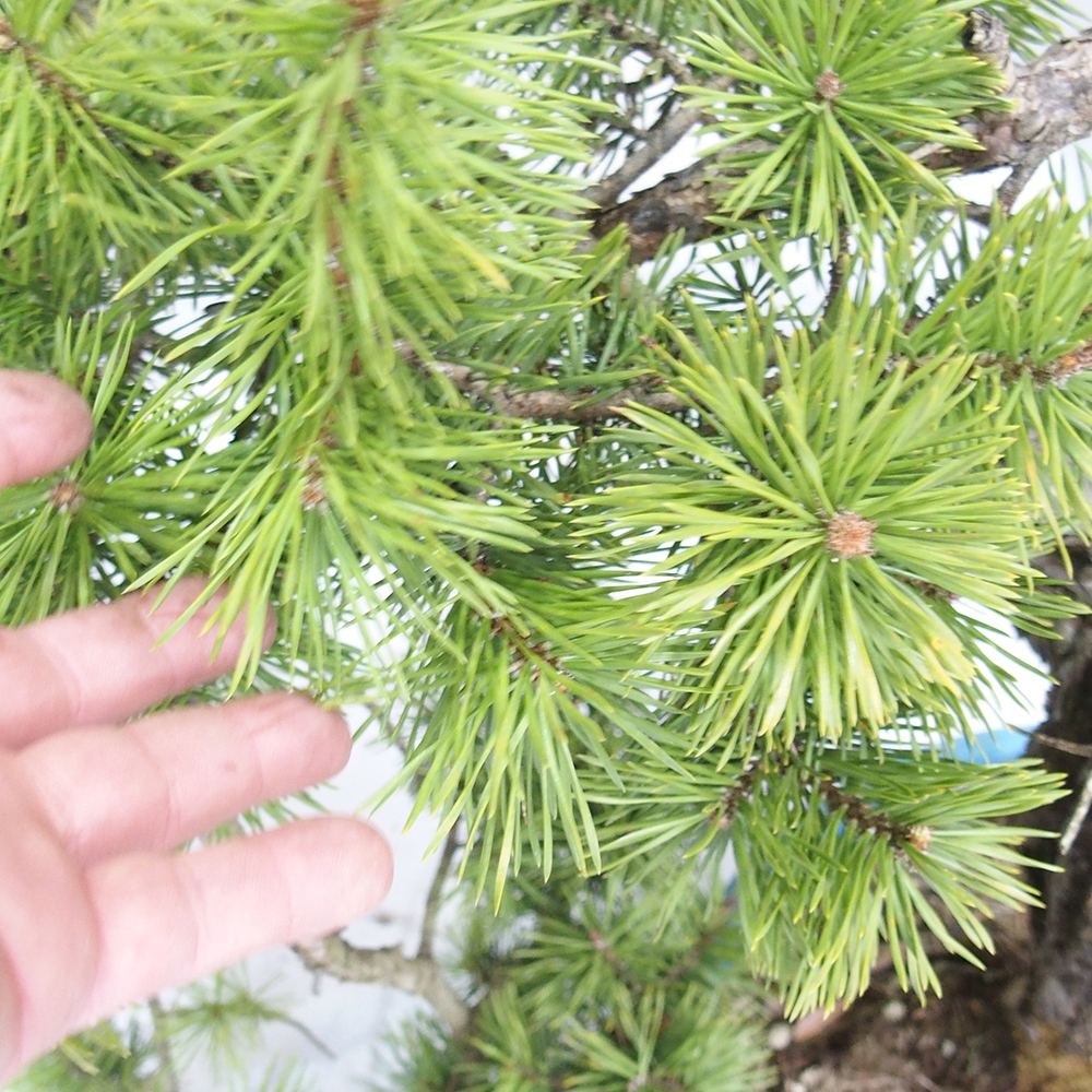 Yamadori - Pinus sylvestris 