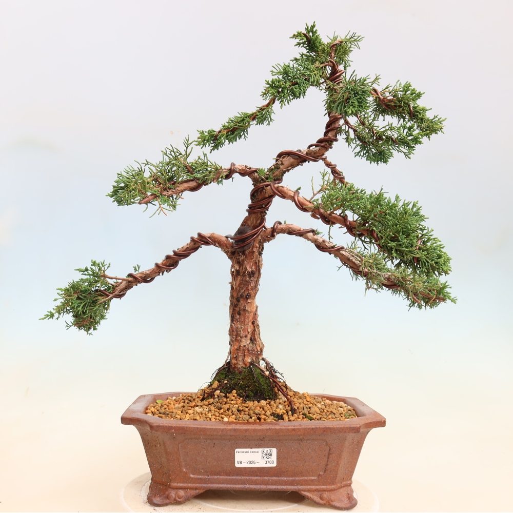 Bonsai für draußen - Juniperus chinensis Kishu