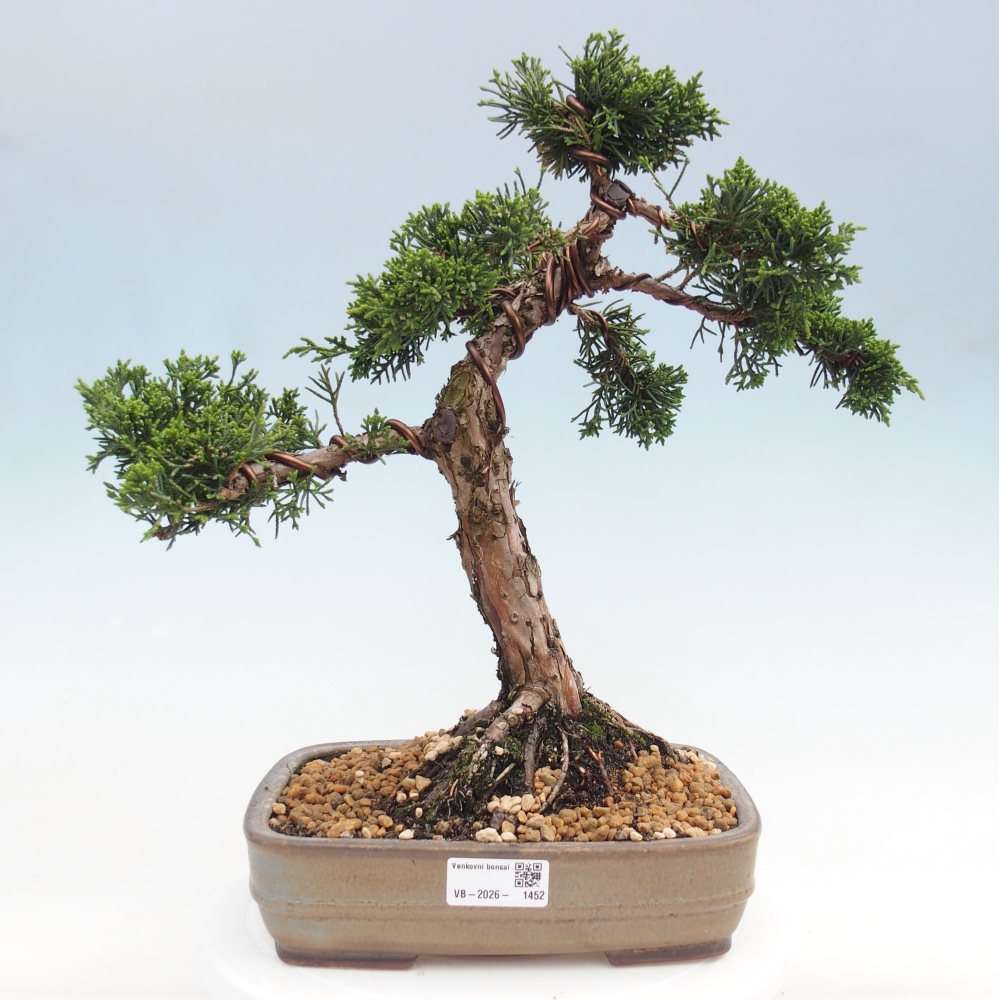 Bonsai für draußen - Juniperus chinensis Kishu