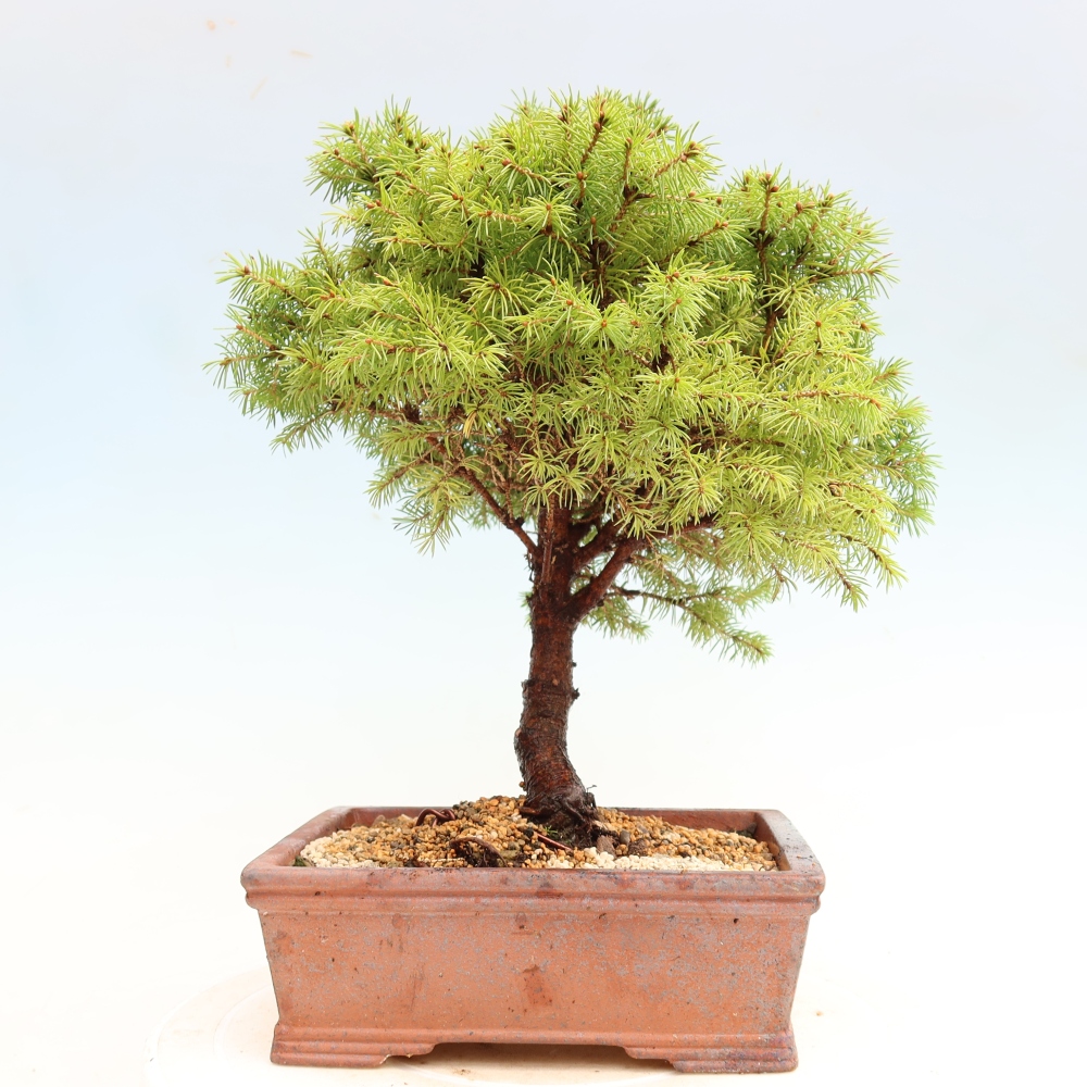 Bonsai für den Außenbereich – Graufichte – Picea glauca Globe