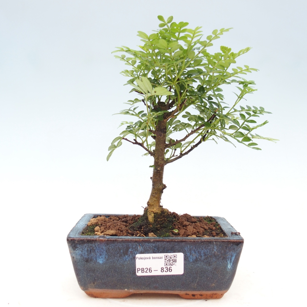 Zimmer Bonsai - Zantoxylum piperitum - Pfefferbaum