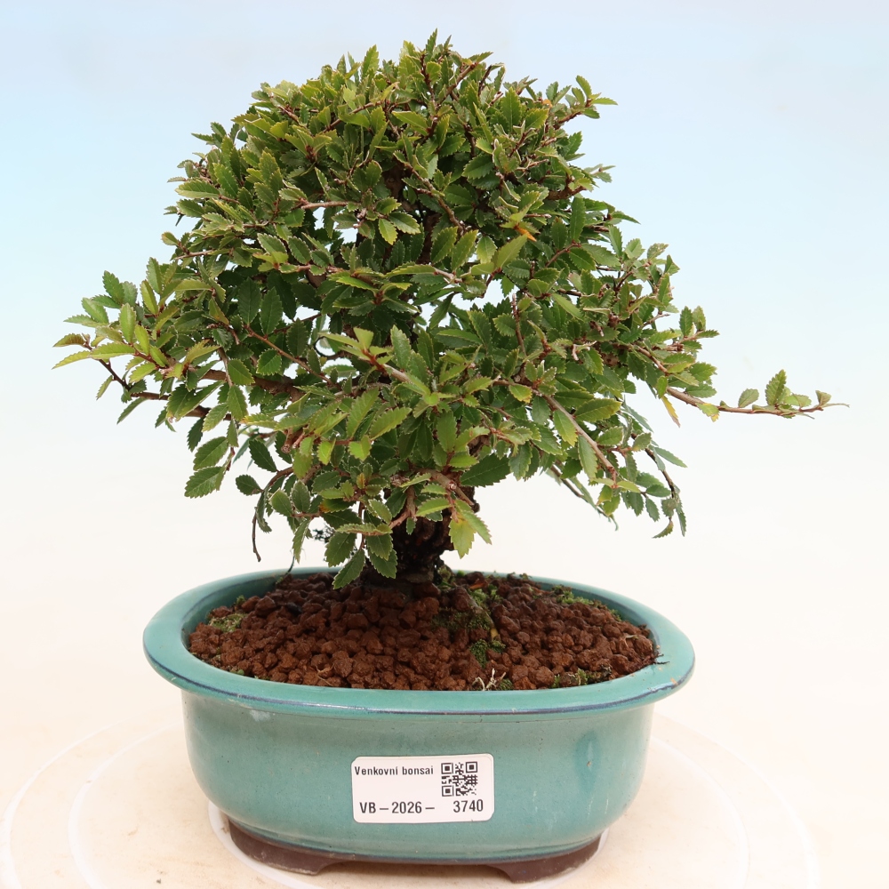 Bonsai für draußen - Zelkova - Zelkova NIRE