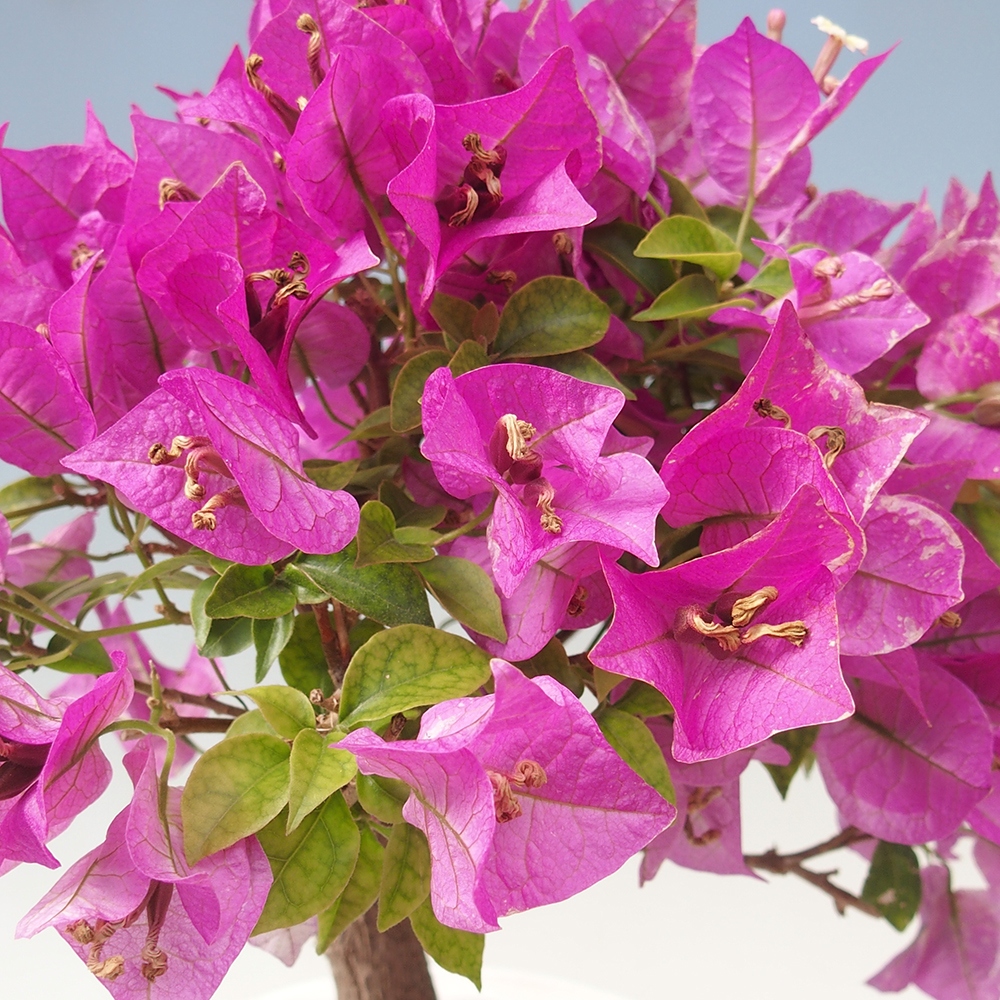 Indoor Bonsai - Bouganwilea