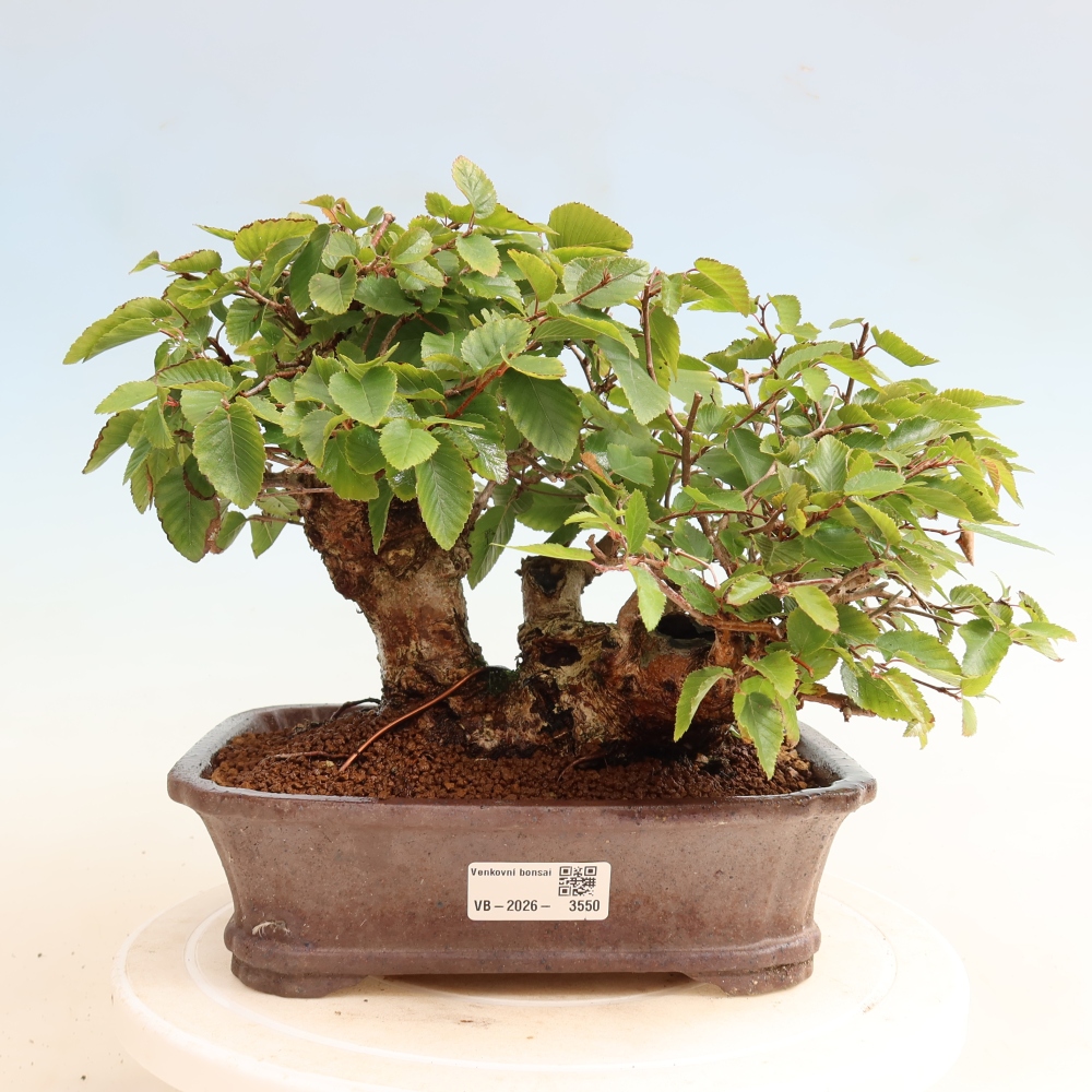 Bonsai für draußen -Carpinus CARPINOIDES - Koreanische Hainbuche