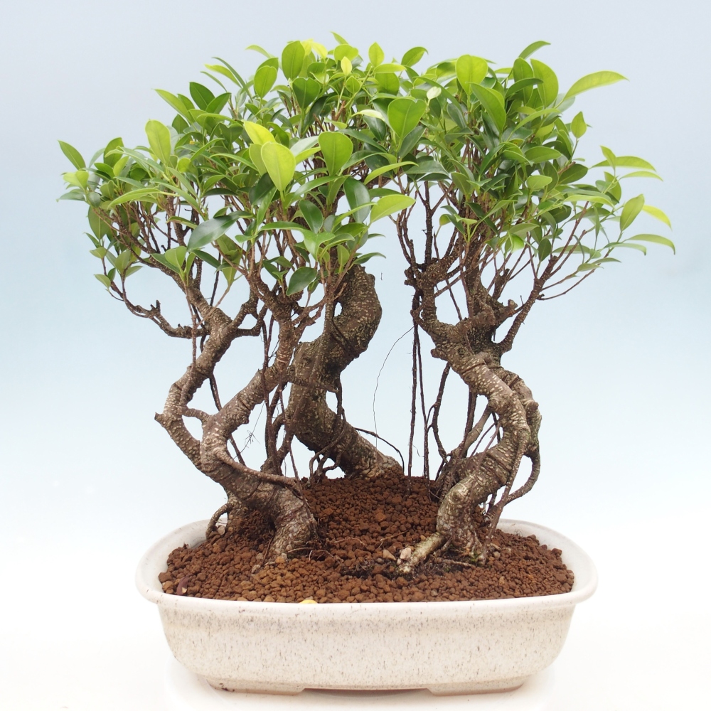 Zimmerbonsai - Ficus kimmen - Kleinblättriger Ficus