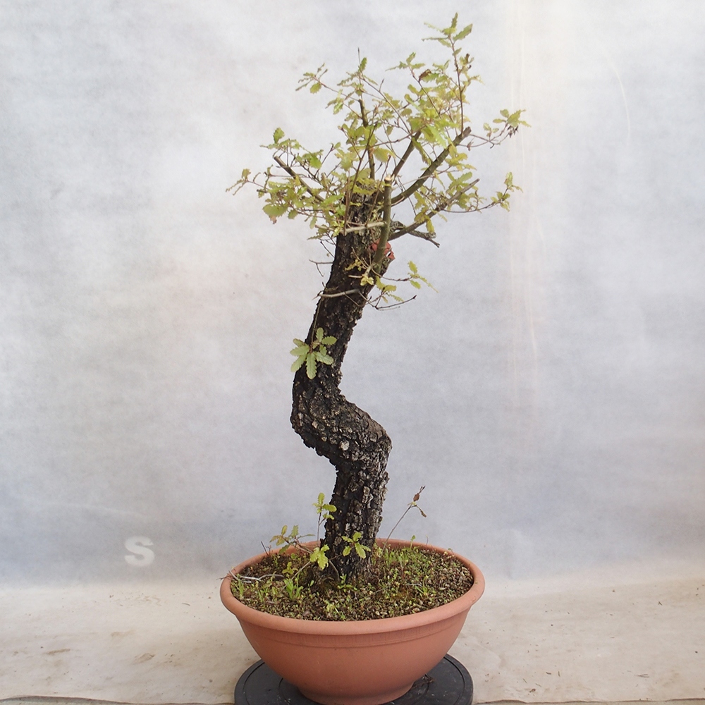 Freilandbonsai Quercus Cerris - Eiche Cer