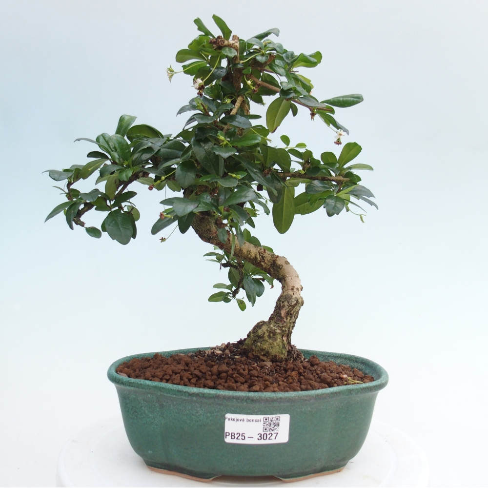 Zimmer Bonsai - Carmona macrophylla - Tea Fuki