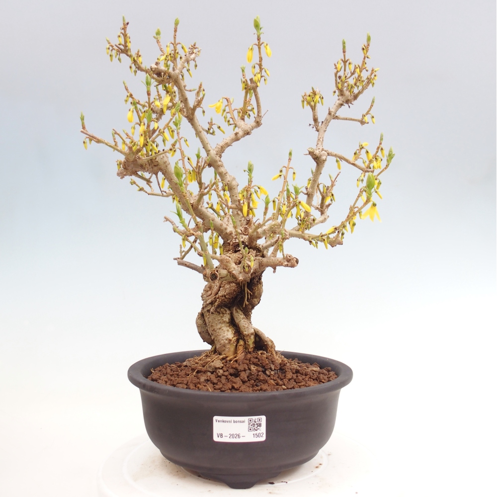 Bonsai für draußen - Zlatice - Forsythia koreana