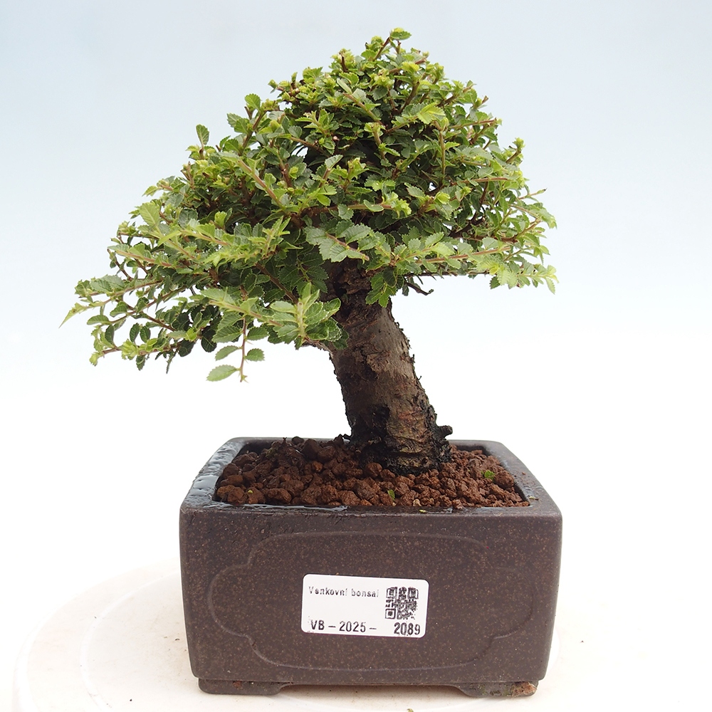 Bonsai im Freien - Ulmus parvifolia Hokkaido - Chinesische Ulme