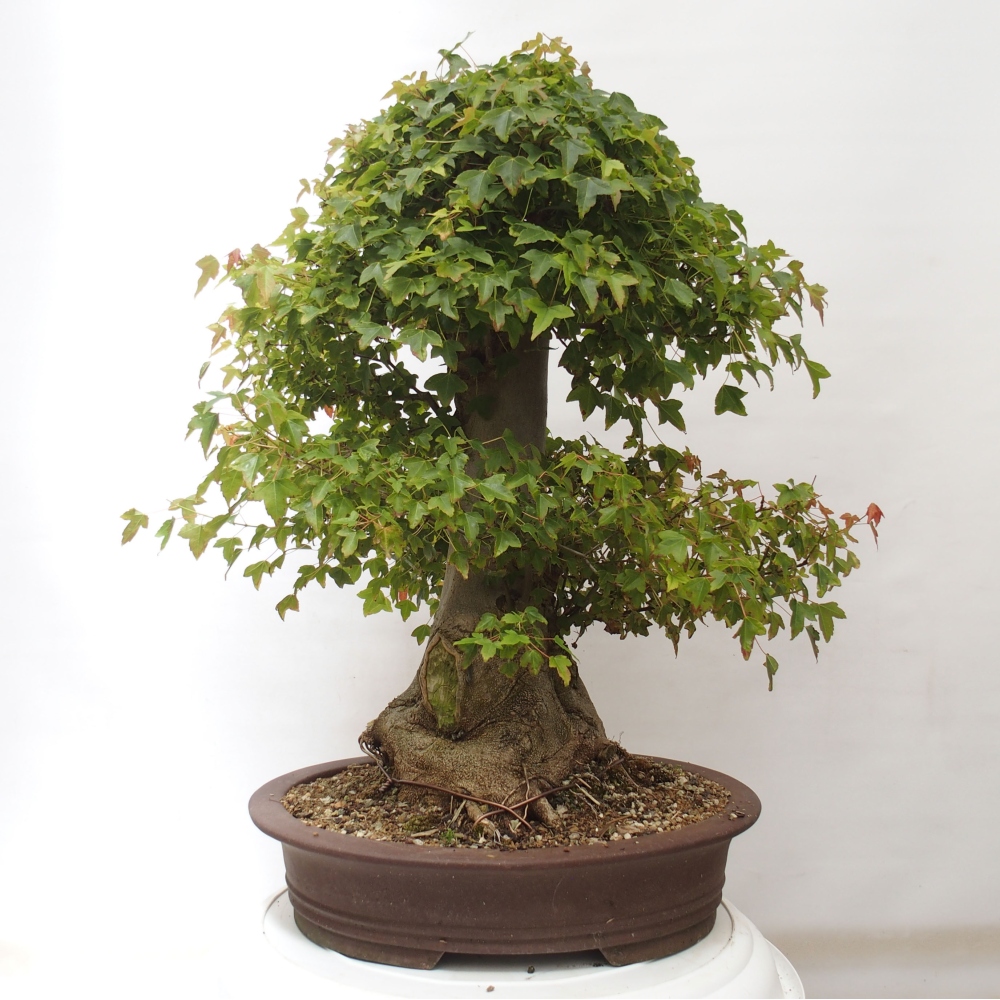 Bonsai im Freien - Ahorn Buergerianum - Burger Maple