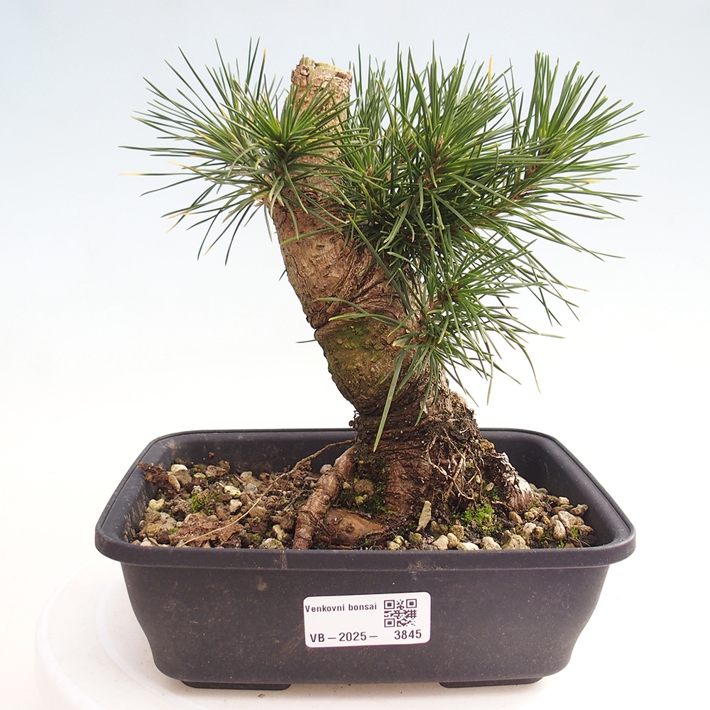 Bonsai für draußen - Pinus thunbergii - Thunberg-Kiefer