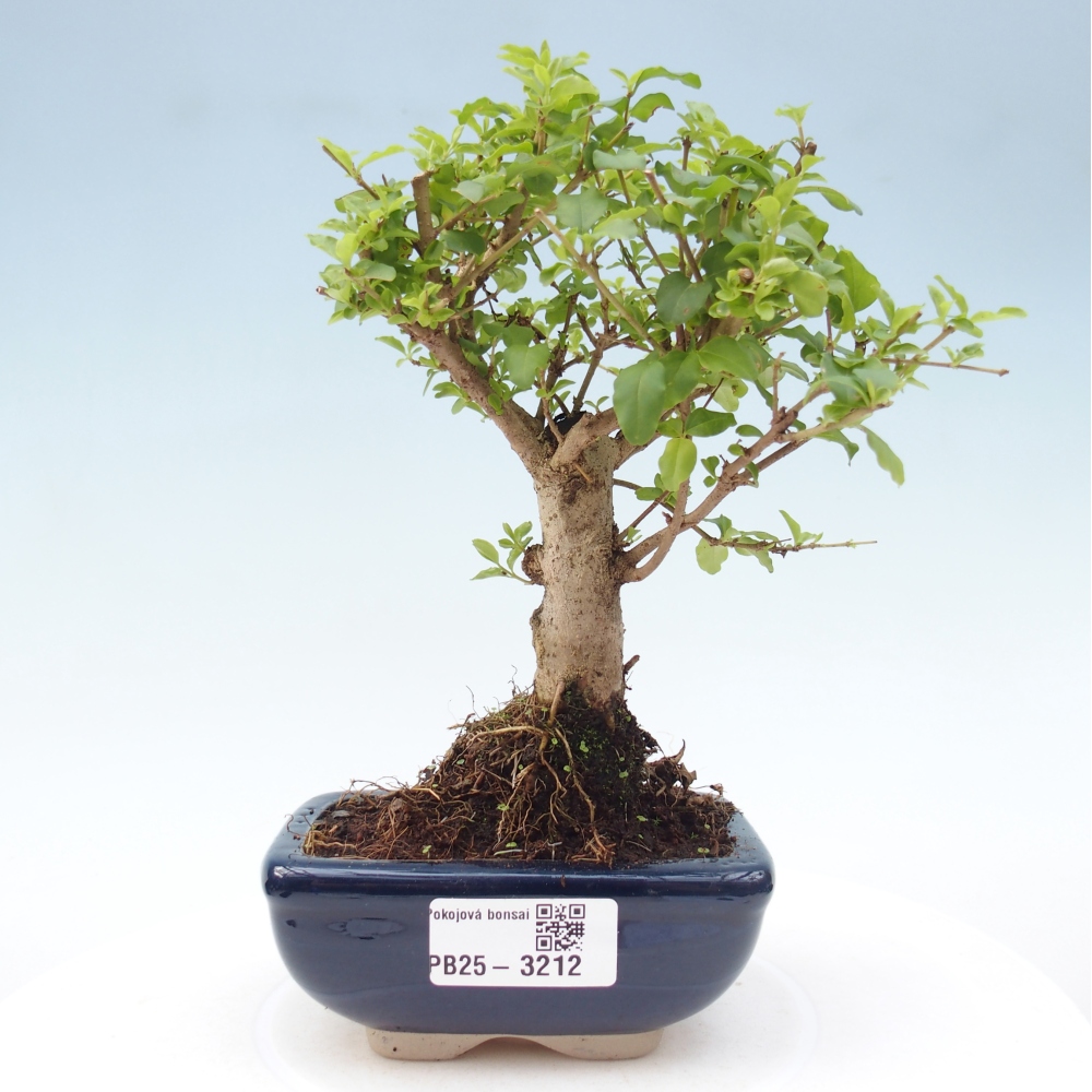 Zimmer Bonsai -Ligustrum chinensis - Vogelschnabel