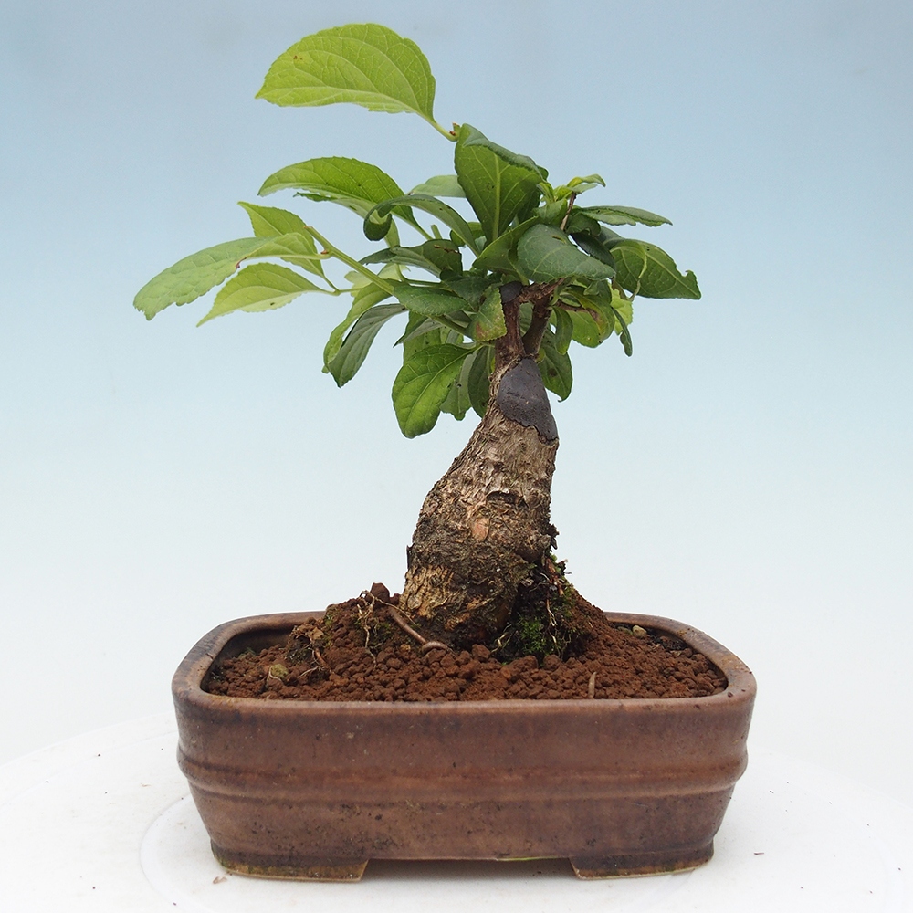 Outdoor-Bonsai - Celastrus Jesenec